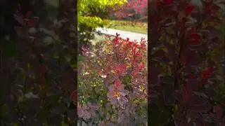 Мой телеграмм Цветули у Светули https://t.me/tsvetuliuSvetuli #идеидлясада #барбарисы