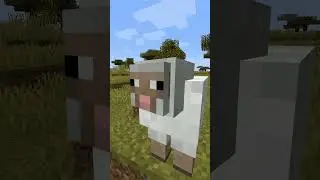 Sheep