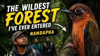 Into the wilderness of Namdapha National Park | The land of Gibbons