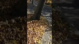 Leaves biking October sunny day 22 10 2021
