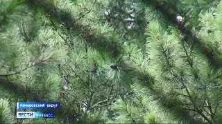 Ровно месяц: в Кузбассе с 17 августа будет разрешен сбор кедровых шишек