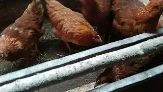 Куры породы Ломан Браун. День первый.