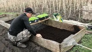 Пикировка