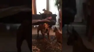 Serval cat vs. Bulldog