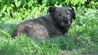 Кашляющий пес the cough dog