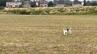 Ranní proběhnutí Zikmund a Artemis