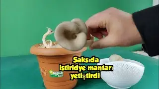 Saksıda mantar yetiştirmek mi?