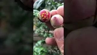 Trà phấn cổ sự khác biệt của mặt bông đẹp