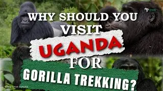 Why Should You Visit Uganda For Gorilla Trekking?