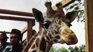 A Very Tall Animal