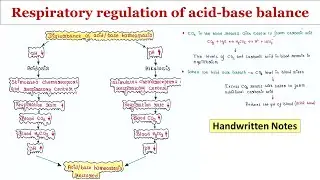 Respiratory regulation of acid-base balance | Handwritten notes