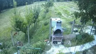 caprioli a Rocca Grimalda (Alessandria)