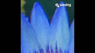 Blue Lotus