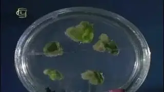 General Biology. Selection at the cellular level