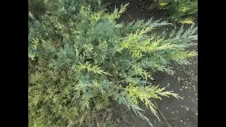 Ялівець середній Blue and Gold. Блю енд Голд