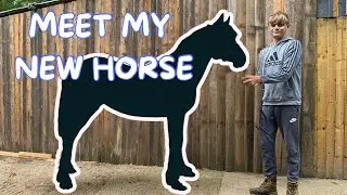 WE BOUGHT ANOTHER NEW HORSE