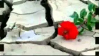 Kursat - ver elini super damar