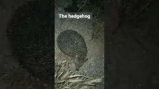 Hedgehog lifestyle