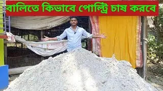 পোল্ট্রি মুরগি বালিতে কিভাবে চাষ করবেন, সম্পূর্ণ ডিটেলস আলোচনা করা আছে আজকের ভিডিওতে।।
