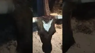 Даже сена не хотят #деревенскаяжизнь