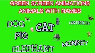 Green Screen Animals Names Animation | Green screen background animal names