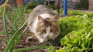 Relaxing Cat Video 277
