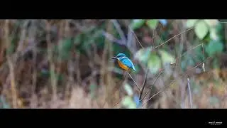 kingfisher sh$t