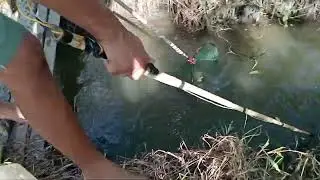 biawak ada di mana2