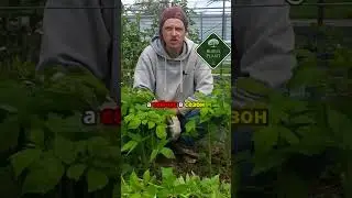 Есть вопросы по малине_ Задавайте! #сад #огород #малина