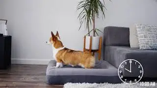 Schedule a Dog Treat While You're Away: Furbo Dog Camera