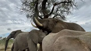 Sebakwe Shows He's Also a Father Figure for the Young Elephants