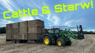 Working with Cattle and Collecting Straw! UK Farming! Harvest!