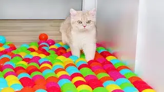 Can Kittens Walk On Ball Pit Floor?