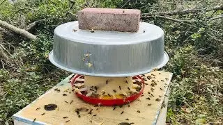 Заменитель пыльцы, отводки и матки