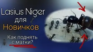 How to raise Lasius Niger from the uterus? / Video for beginners!