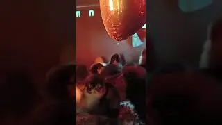 Продам цыплят 89031932101