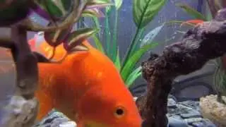 Fish Tank GoPro