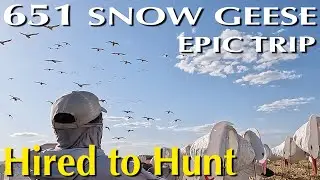 651 Snow Geese in 4 Hunts #huntongaro @CabelasHunting @divebombsquad @hevishotammo @BenelliArmiSpA