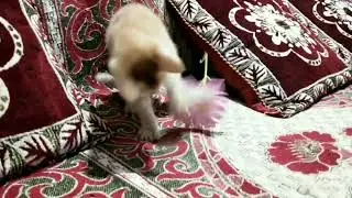 funny baby cat playing with flower