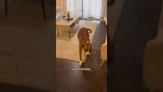 Dog Gets Happy to See It's Owner Every Morning
