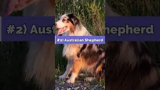 3 Most INSANE Dog Breeds 