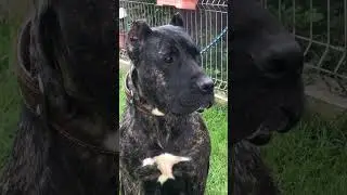 🔥Presa Canario - Prada