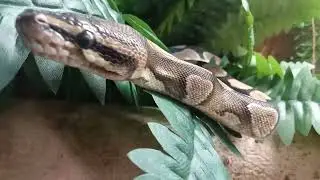 BP ON POSITION