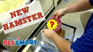 GETTING MY NEW HAMSTER AT PETSMART