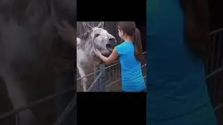 Donkey Reunites With Girl After YEARS😭 #wholesome #shorts