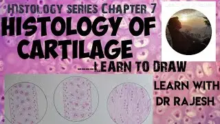 HISTOLOGY OF CARTILAGE -HYALINE, ELASTIC & WHITE FIBRO CARTILAGE - Histology Series Chapter 7