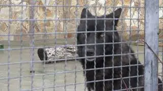 Черная волчица и серый волчок!🐺🐺🐾🐾