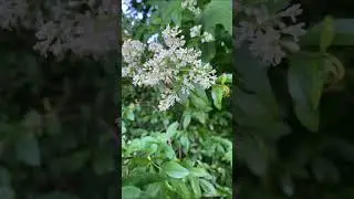 Медонос Бирючина обыкновенная #2 