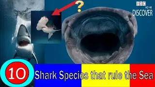 Sharks-The Ancient Rulers of the Sea-facts, types and figures