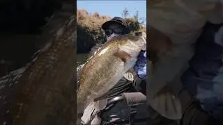 Pulled a hat trick, 3 trips no skunkl 🤙🏽 #bassfishing #kayakfishing #fishing